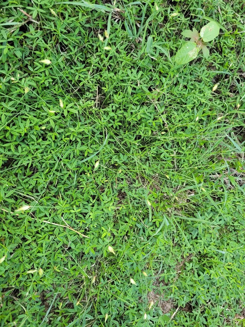 Flatspike Sedge photo 3