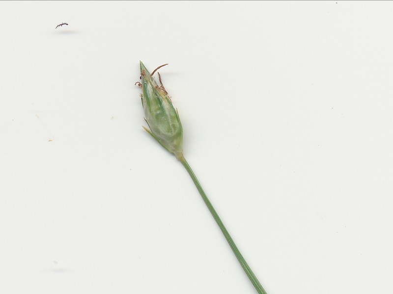 Flatspike Sedge photo 4