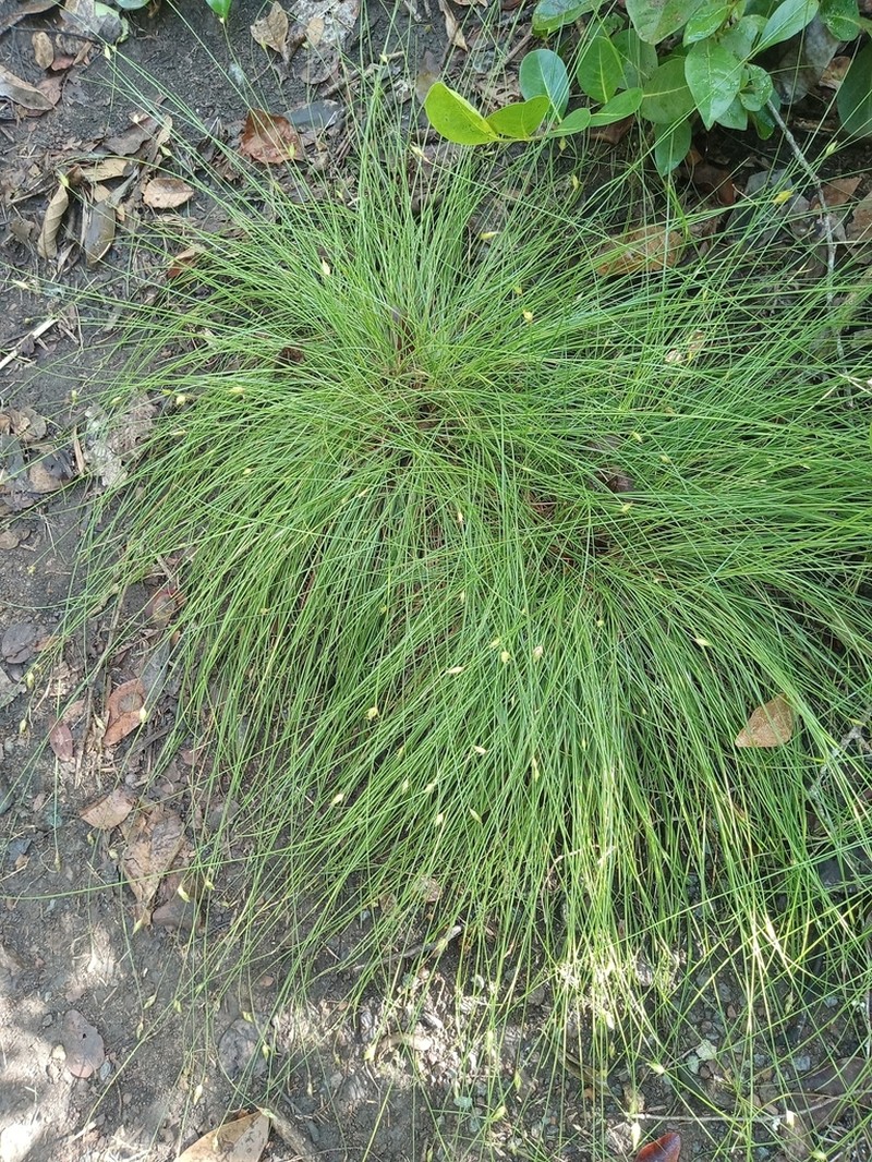 Flatspike Sedge photo 5