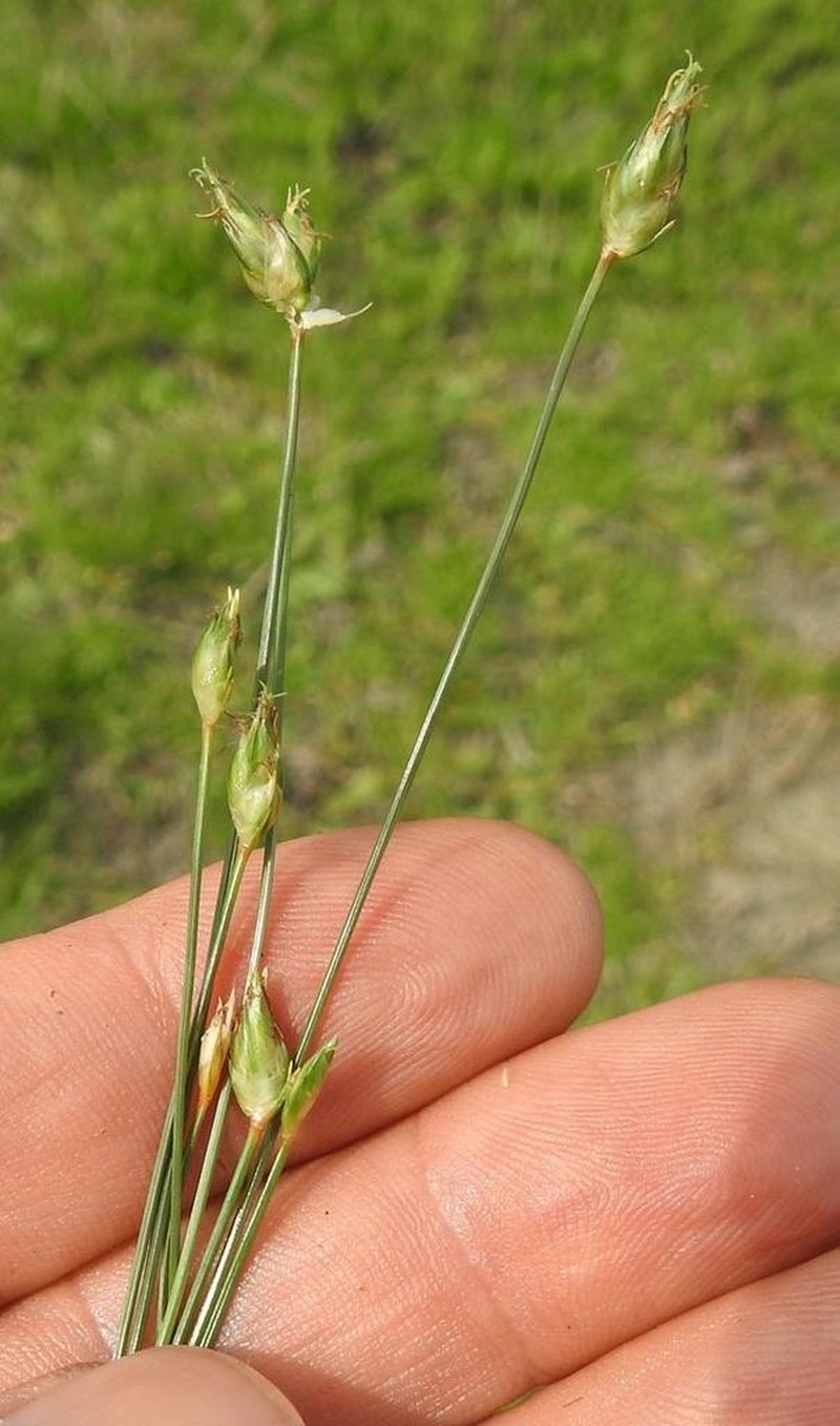 Flatspike Sedge photo 6