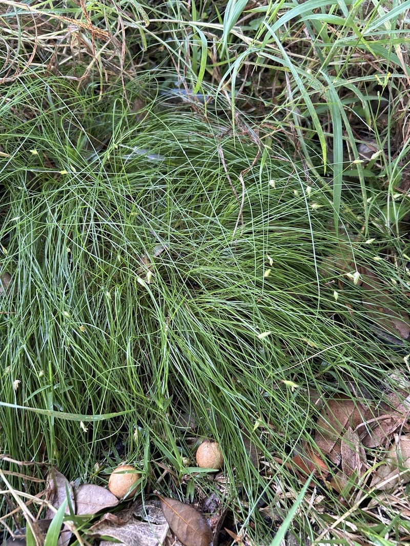 Flatspike Sedge photo 7