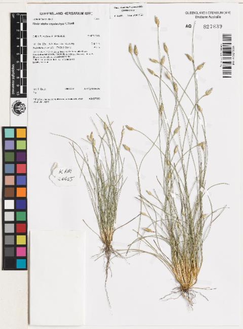 Abildgaardia oxystachya