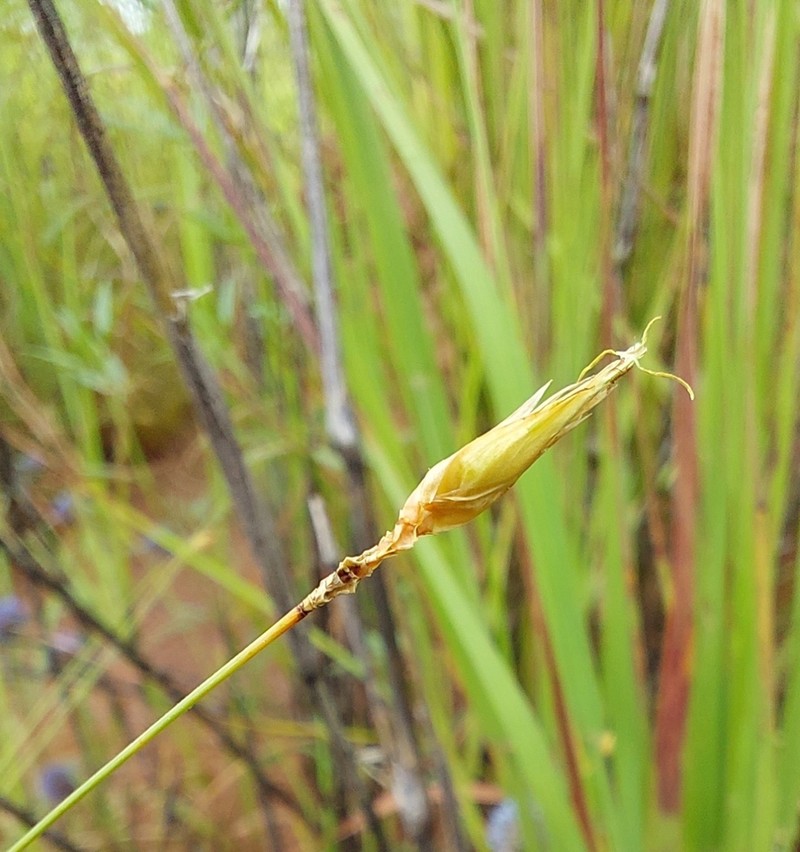 Abildgaardia pachyptera