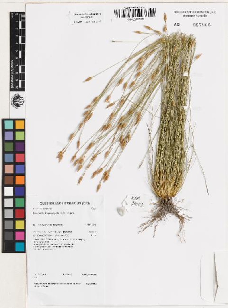 Abildgaardia pachyptera photo 3