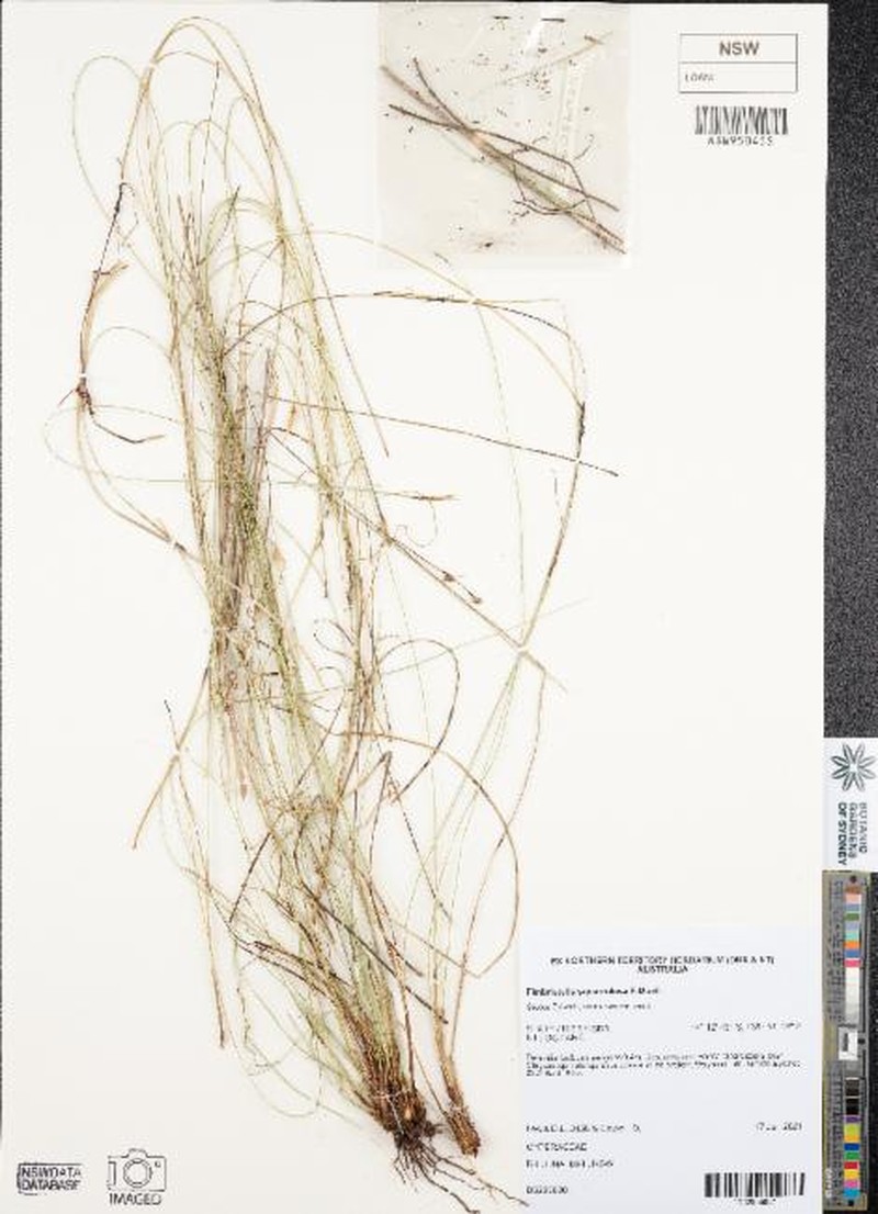 Abildgaardia schoenoides