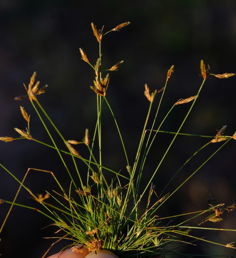 Abildgaardia triflora photo 4