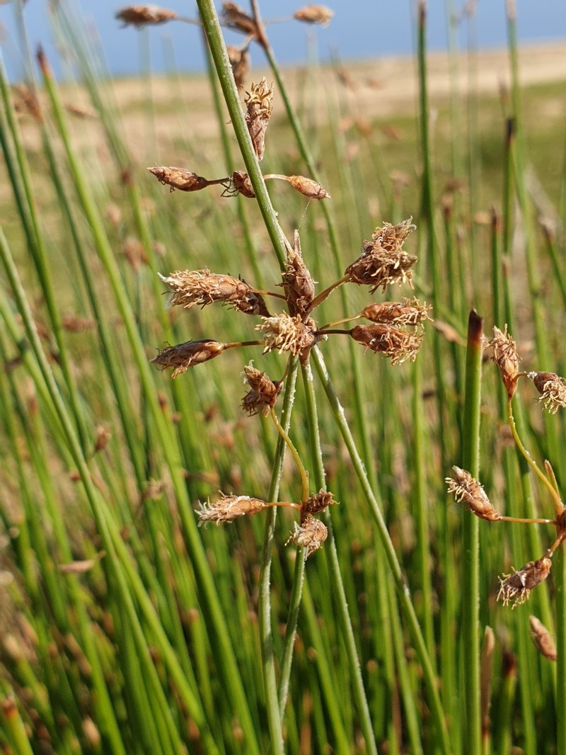 Abildgaardia triflora photo 5