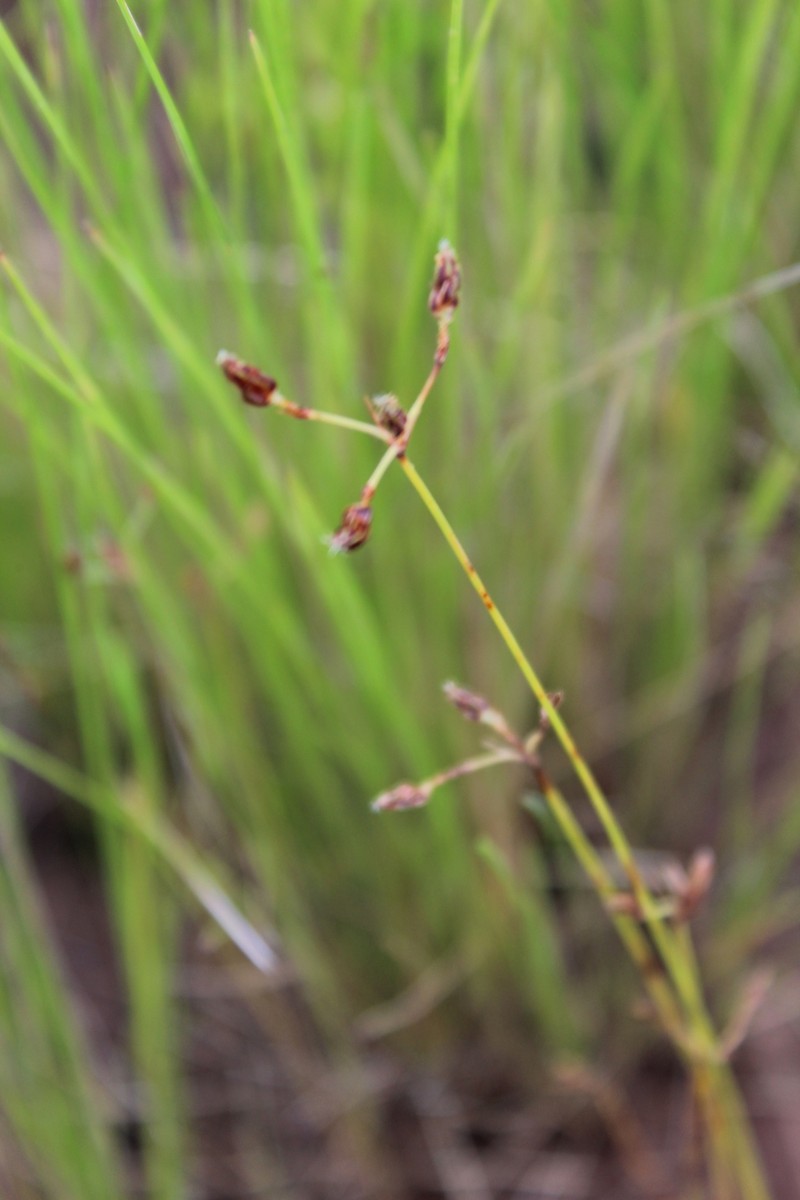 Abildgaardia triflora photo 6