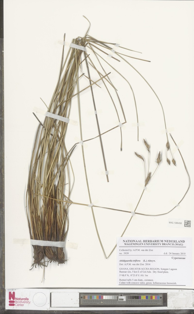 Abildgaardia triflora photo 7
