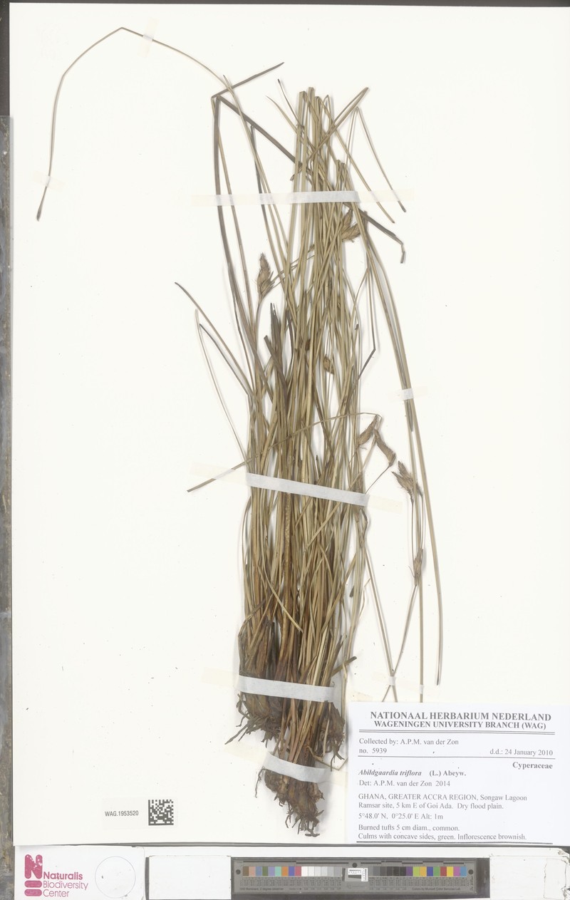 Abildgaardia triflora photo 8