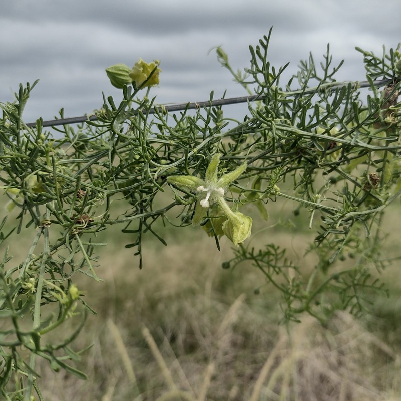 Abobra tenuifolia