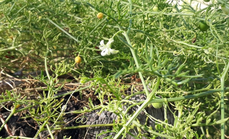 Abobra tenuifolia photo 2