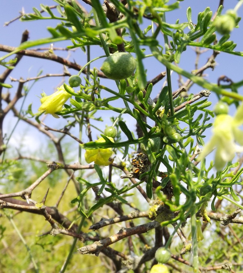 Abobra tenuifolia photo 3