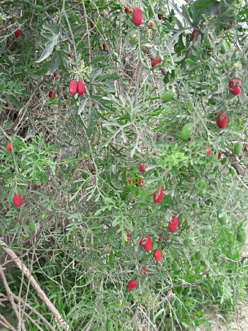 Abobra tenuifolia photo 5