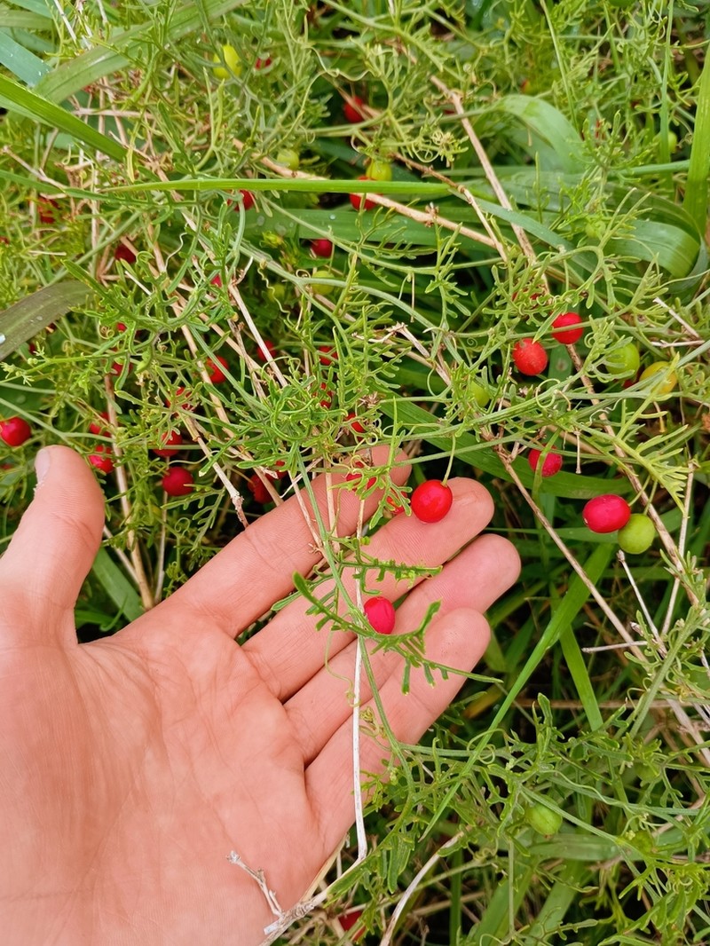 Abobra tenuifolia photo 6