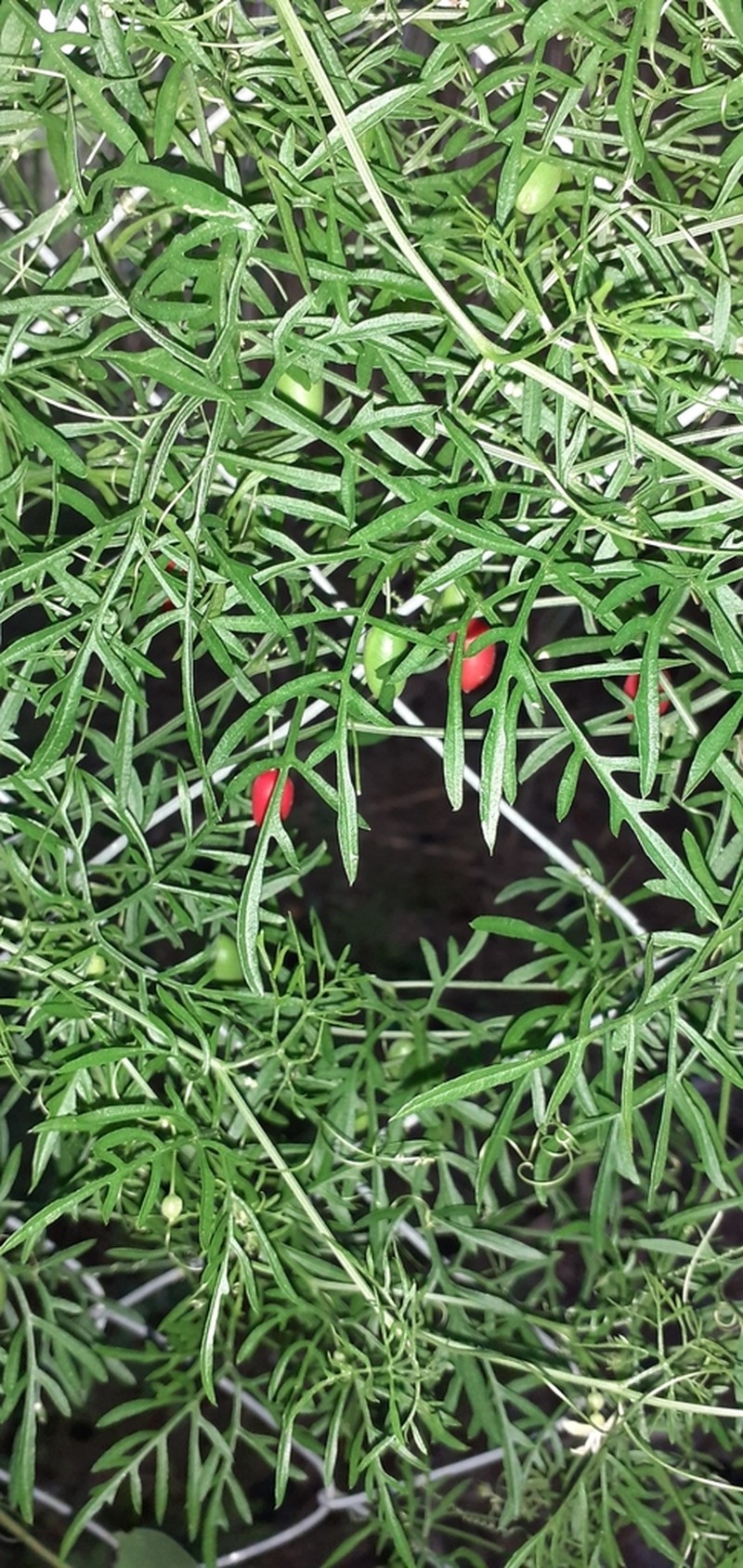 Abobra tenuifolia photo 7