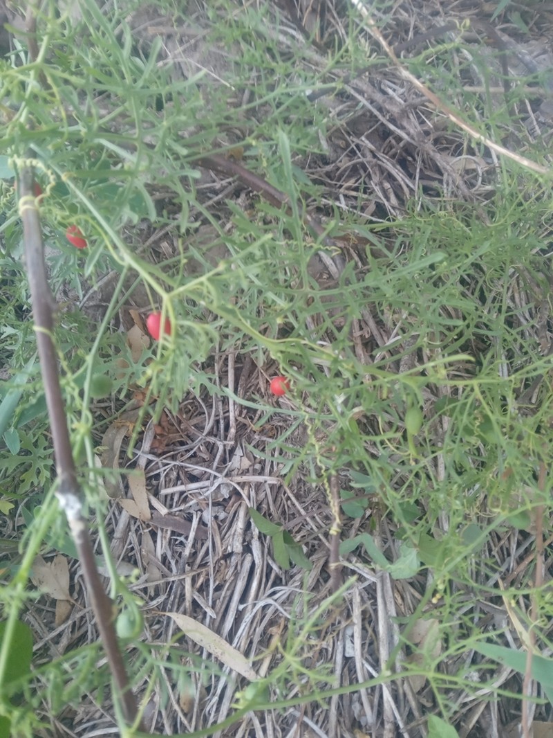 Abobra tenuifolia photo 8