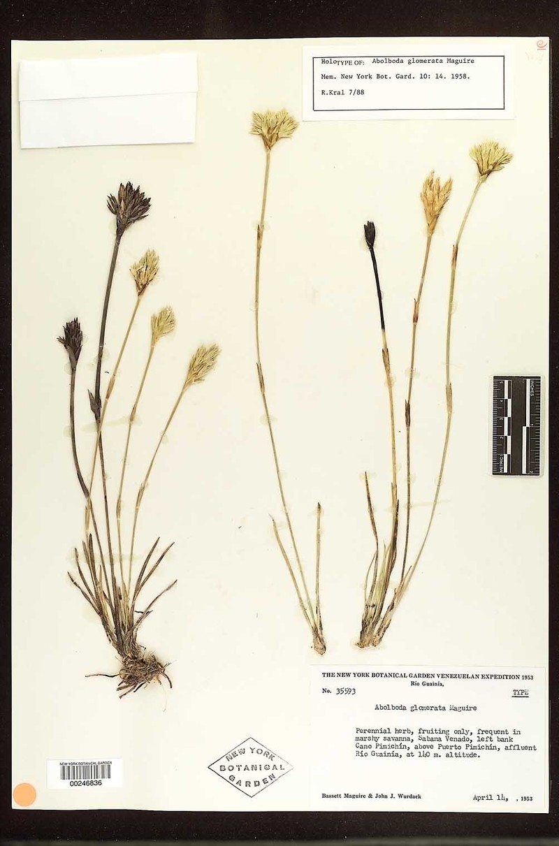 Abolboda × glomerata