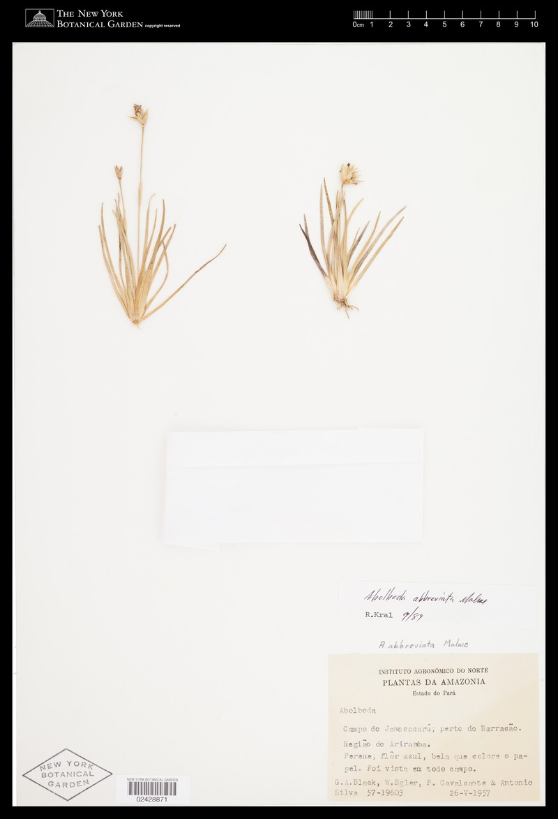 Abolboda abbreviata