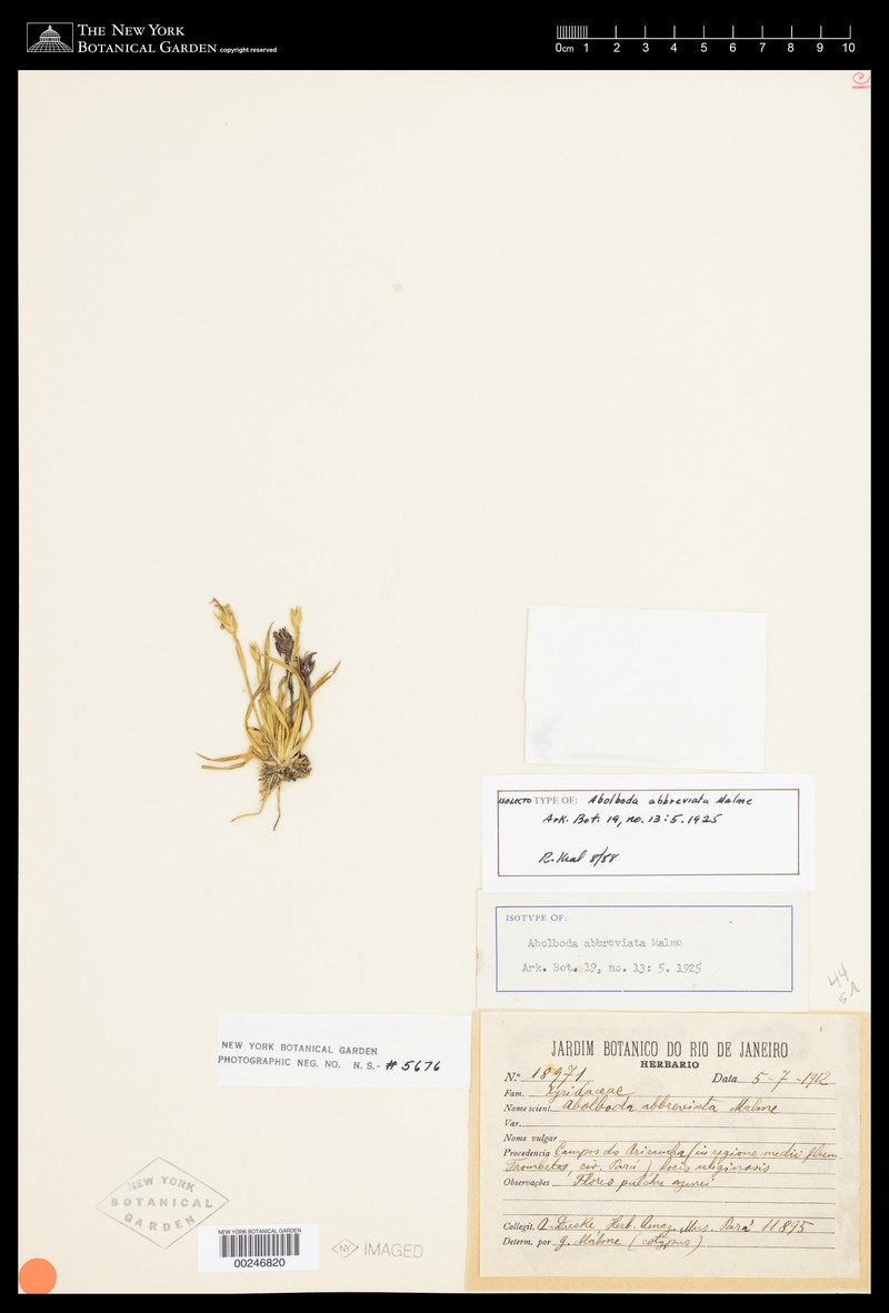 Abolboda abbreviata photo 2