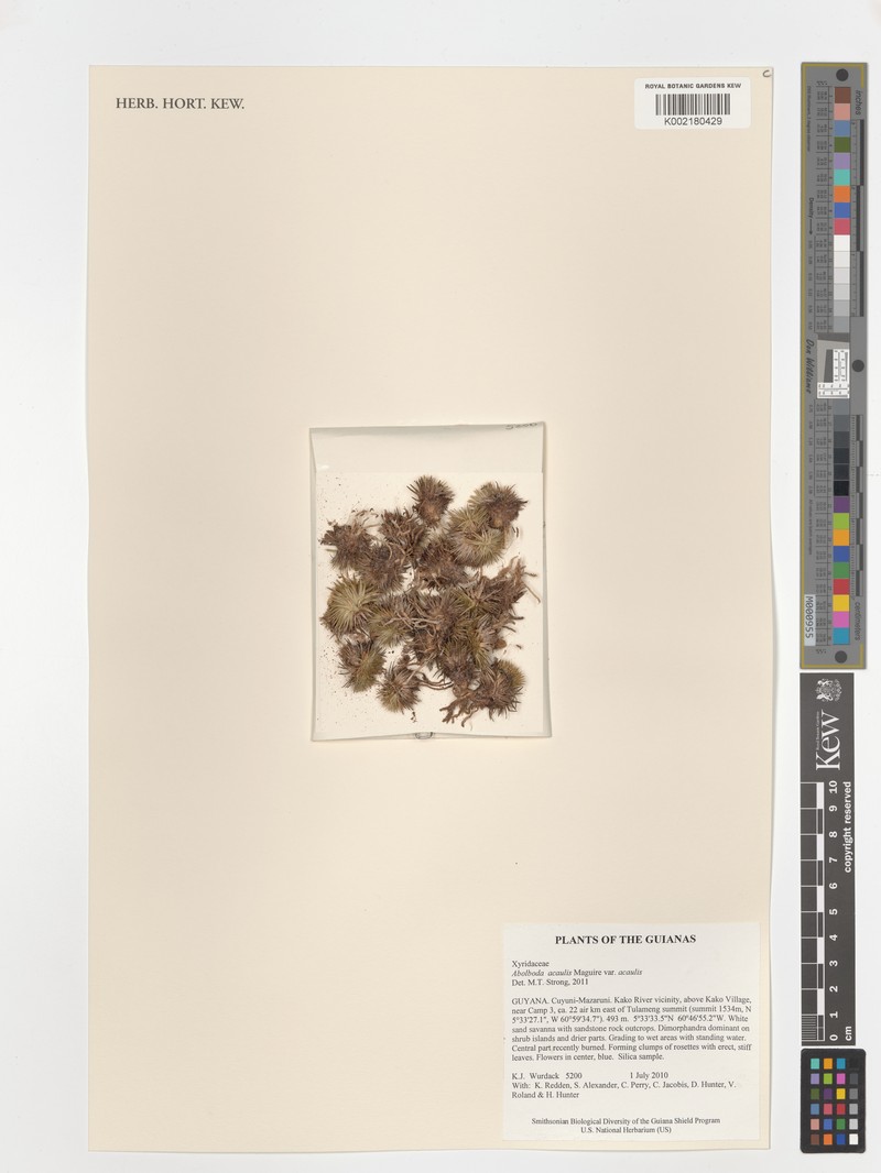 Abolboda acaulis photo 4