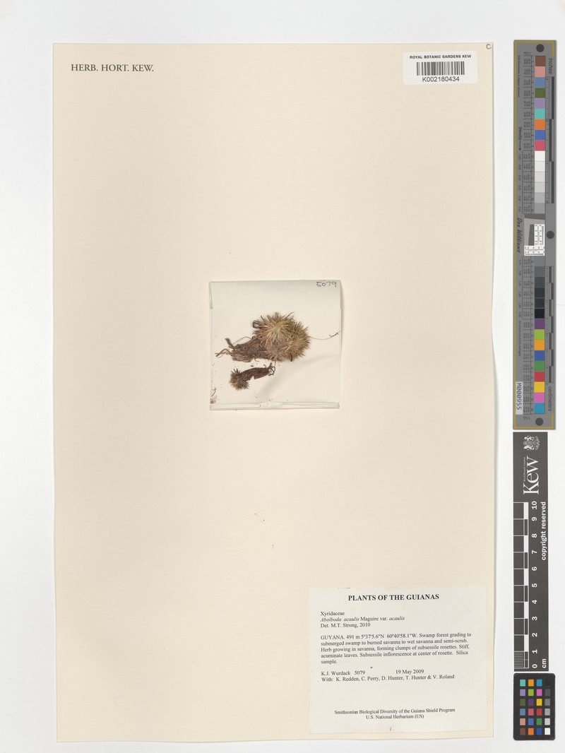 Abolboda acaulis photo 5