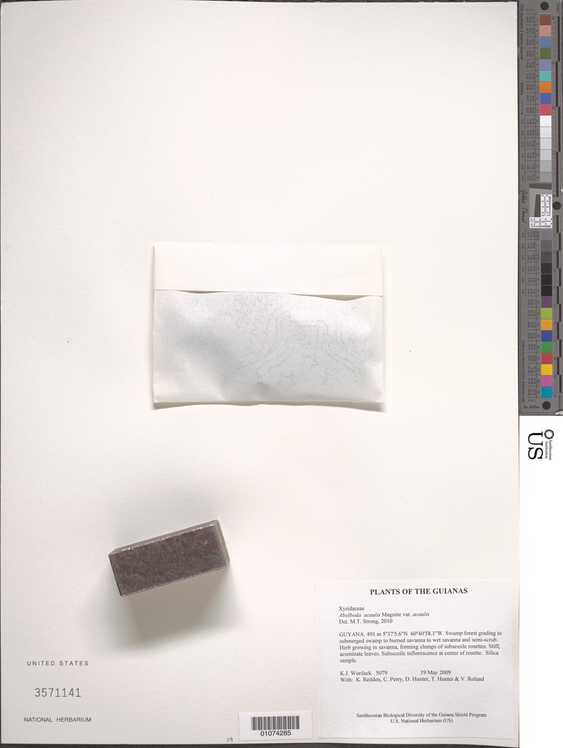 Abolboda acaulis photo 6