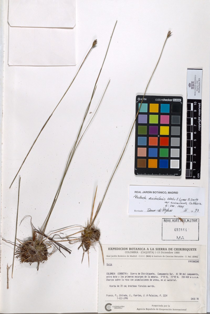 Abolboda acicularis