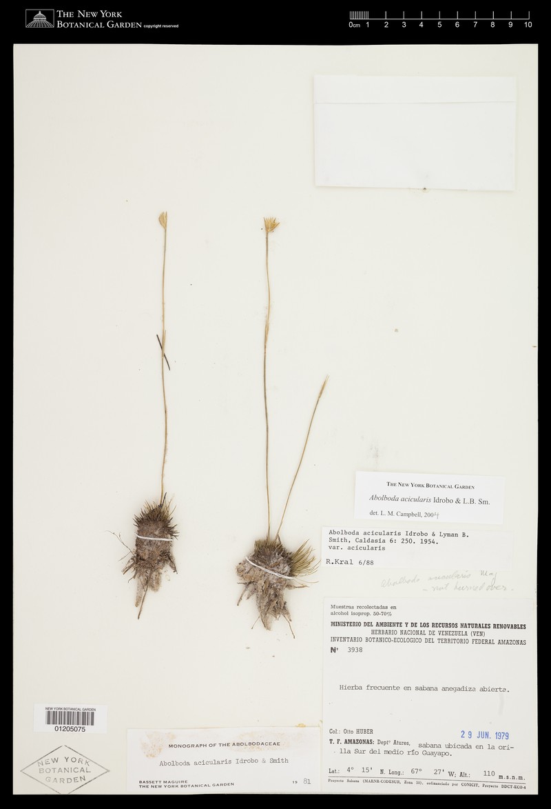 Abolboda acicularis photo 2