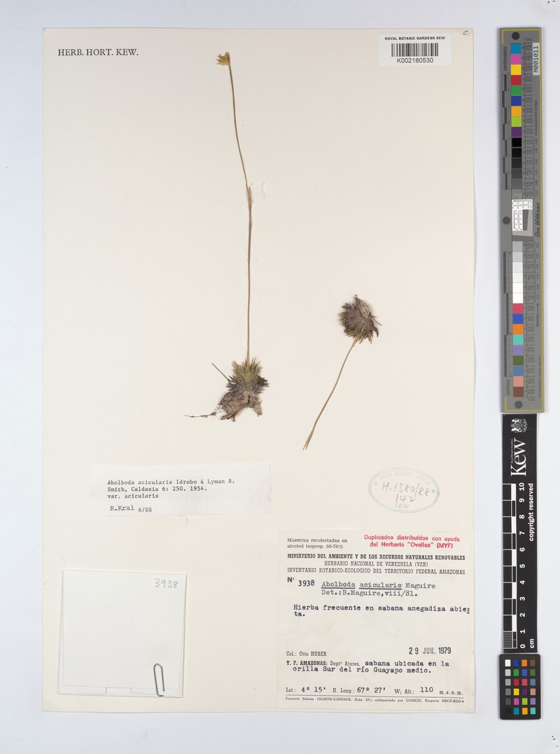 Abolboda acicularis photo 3