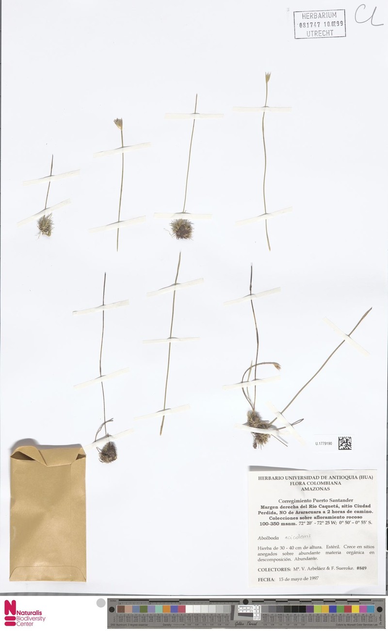 Abolboda acicularis photo 4