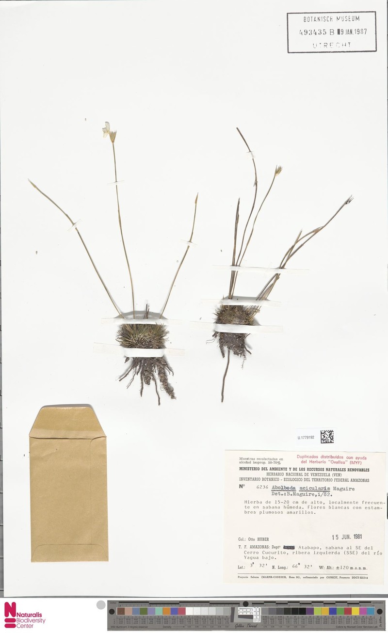 Abolboda acicularis photo 5