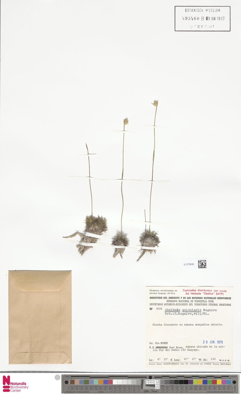 Abolboda acicularis photo 6