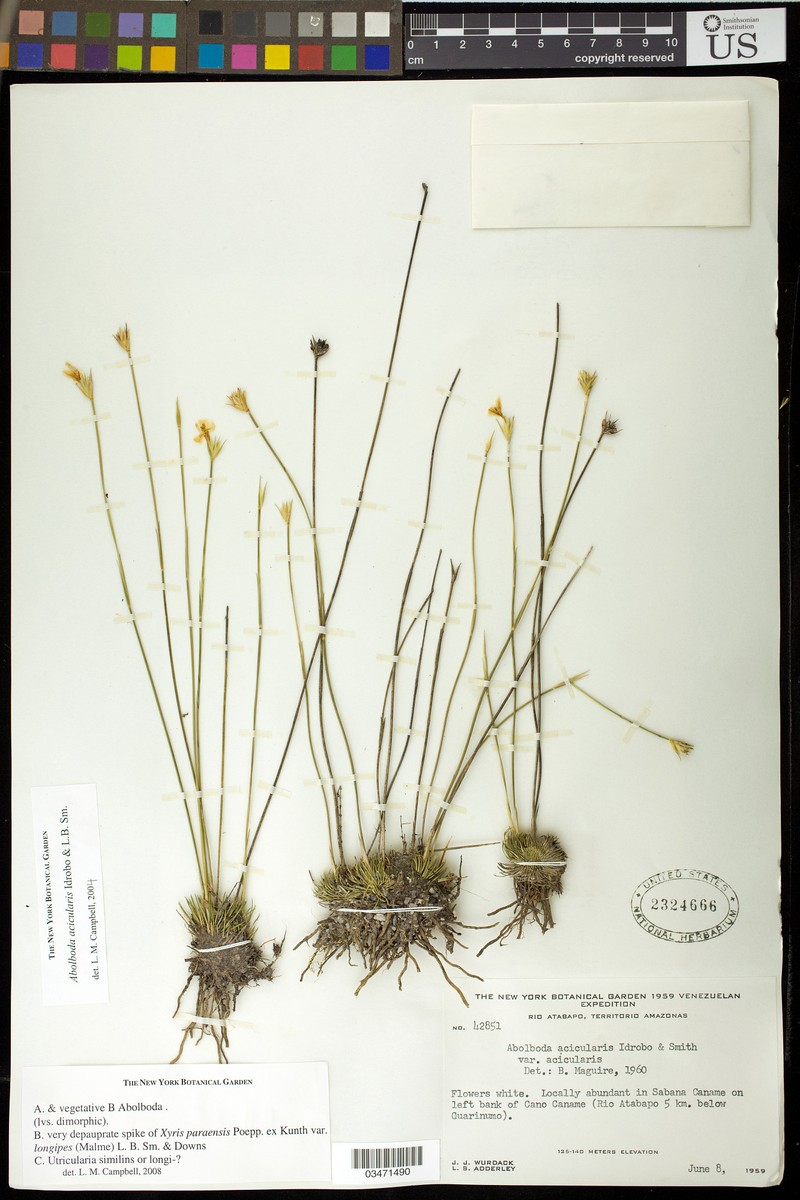 Abolboda acicularis photo 7