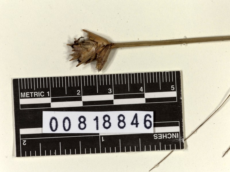 Abolboda ciliata