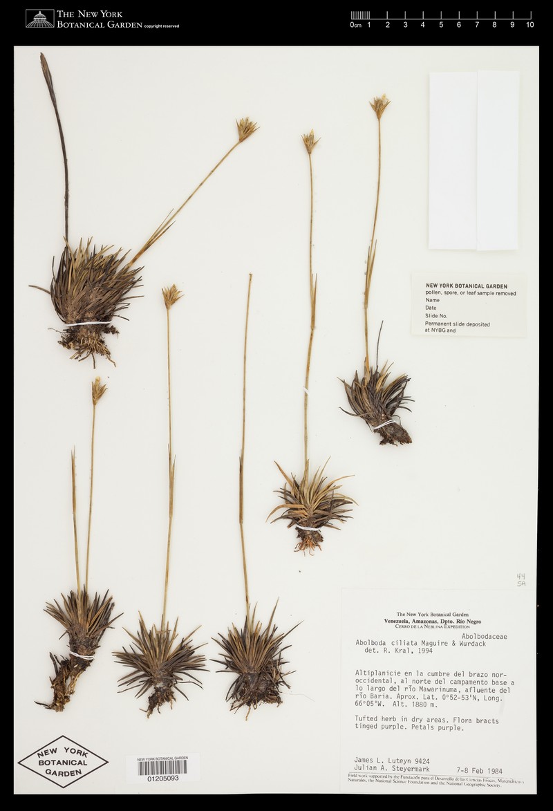 Abolboda ciliata photo 3
