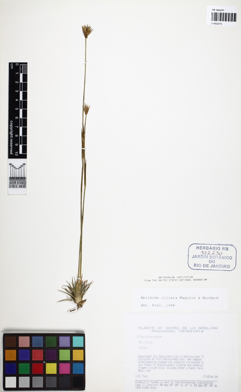 Abolboda ciliata photo 4