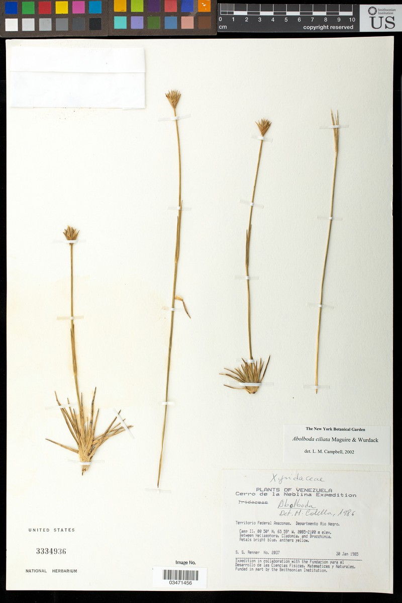 Abolboda ciliata photo 5
