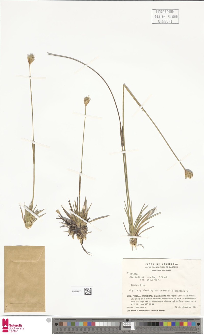 Abolboda ciliata photo 6