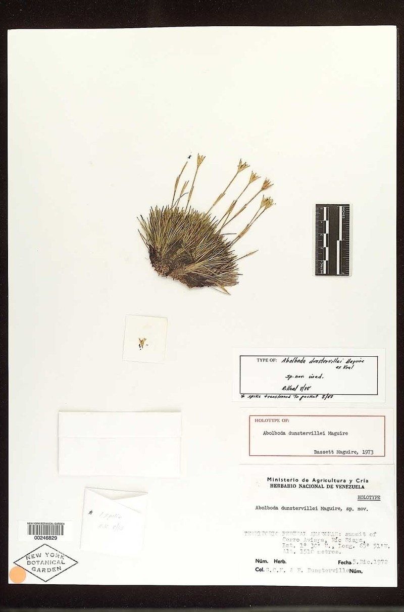 Abolboda dunstervillei