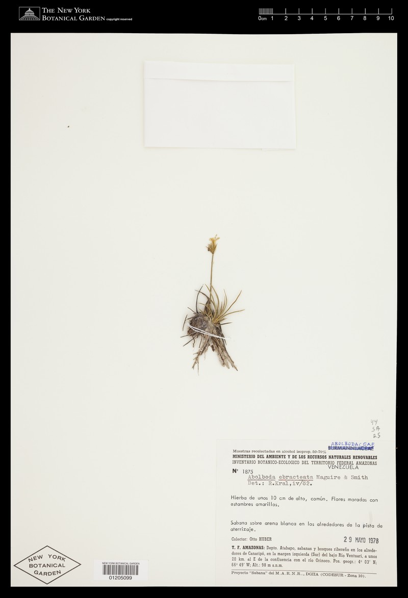 Abolboda ebracteata