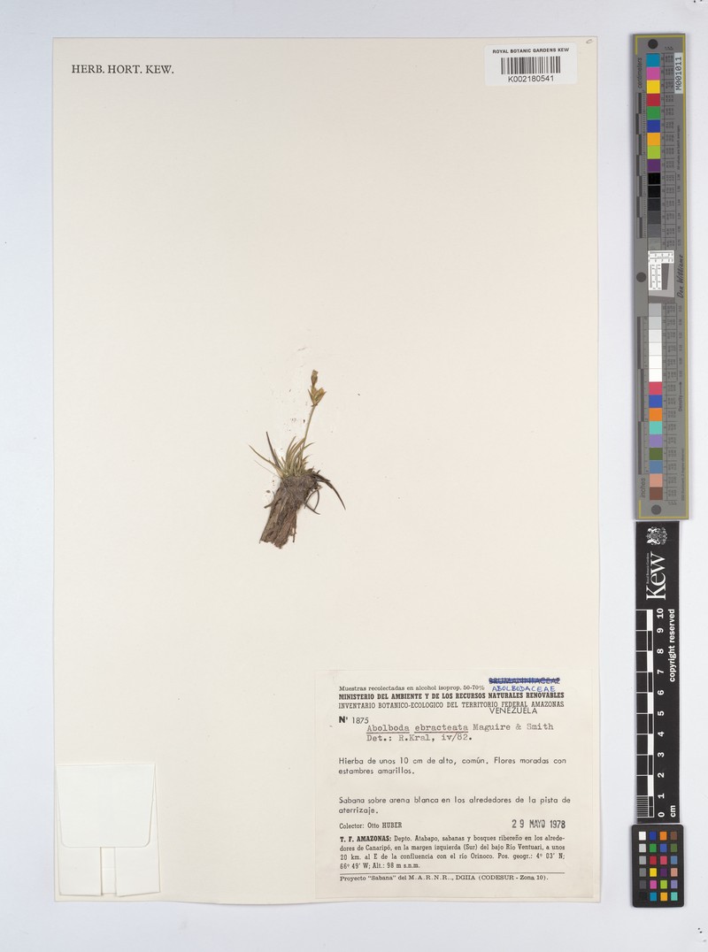 Abolboda ebracteata photo 2