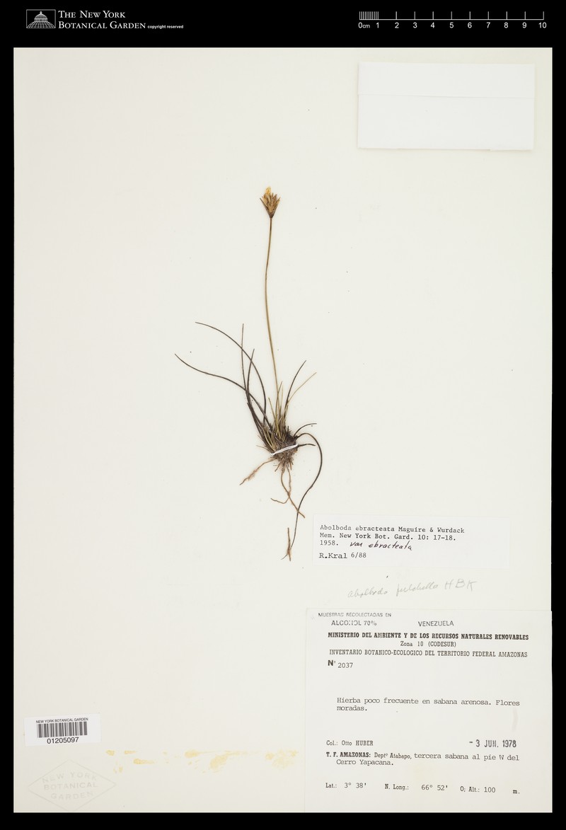 Abolboda ebracteata photo 3