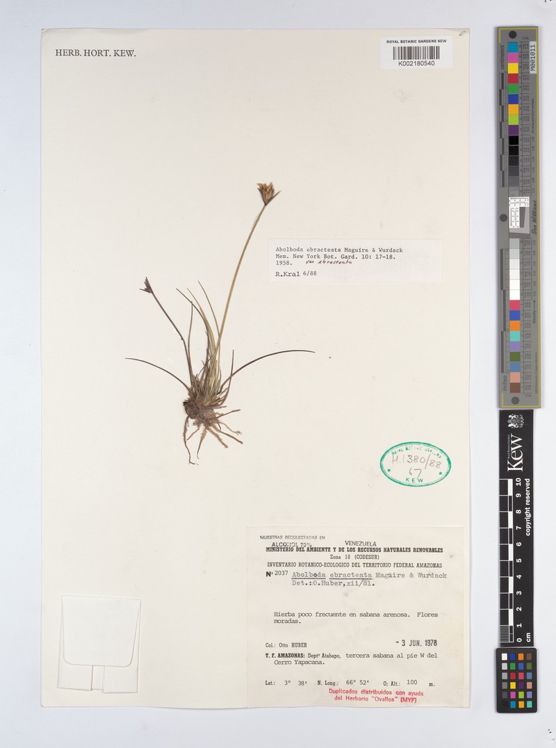 Abolboda ebracteata photo 4