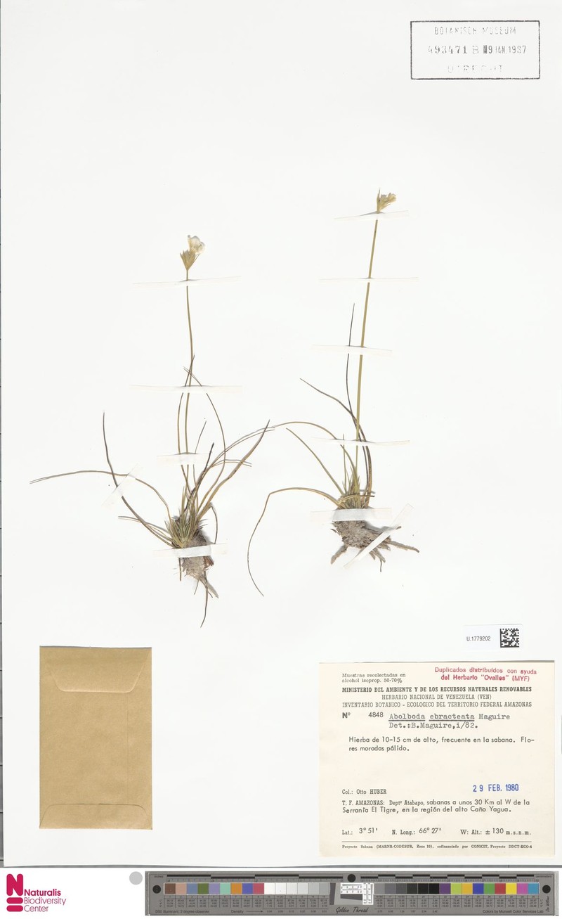 Abolboda ebracteata photo 5