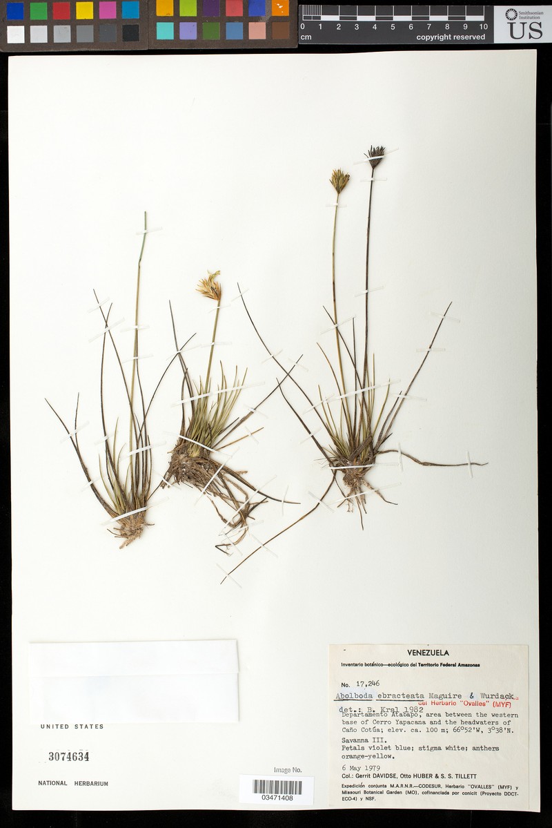 Abolboda ebracteata photo 6