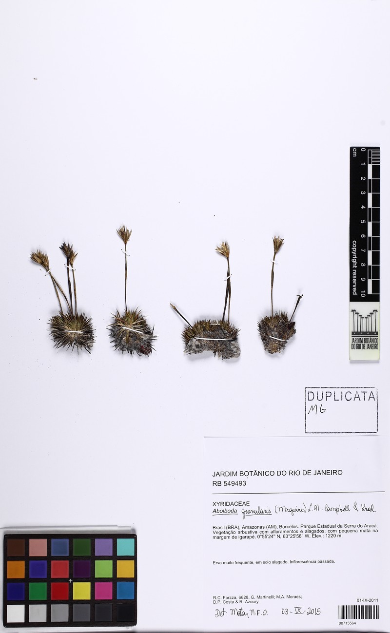 Abolboda granularis