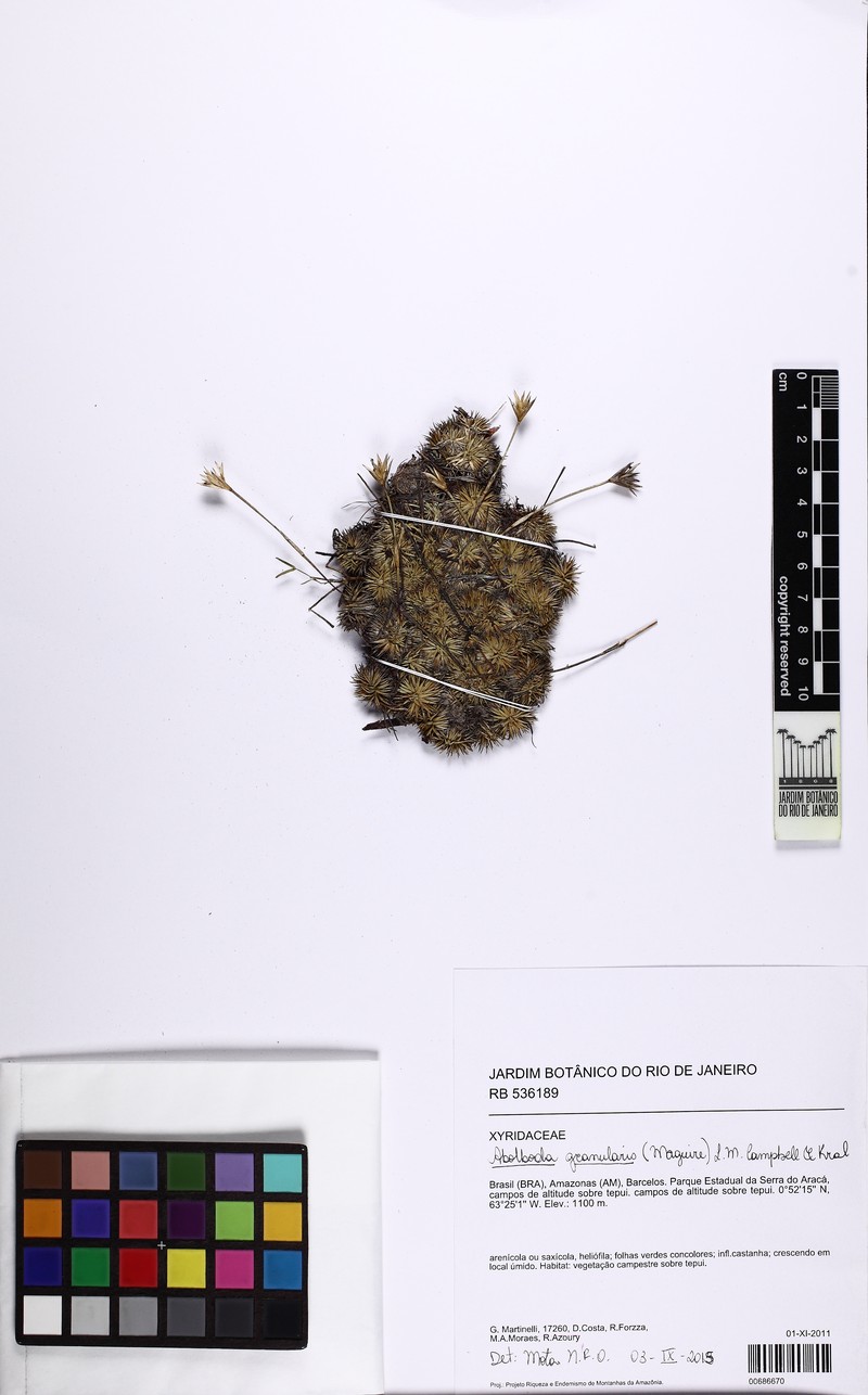 Abolboda granularis photo 2