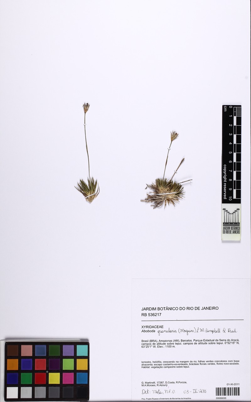 Abolboda granularis photo 3
