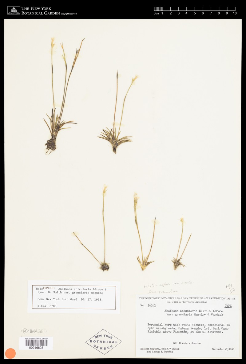 Abolboda granularis photo 4